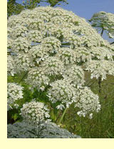 Борщевик сибирский (Heracleum sibiricum L.) Борщевик сибирский (Heracleum sibiricum L.)